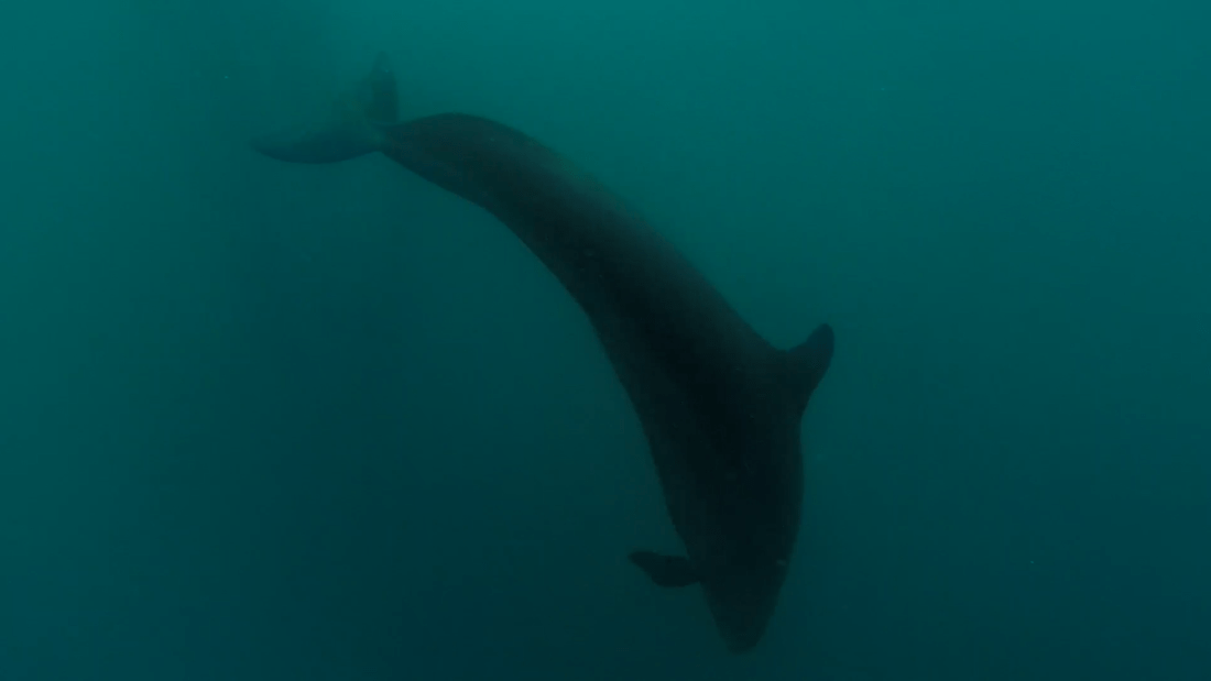 False Killer Whale.png